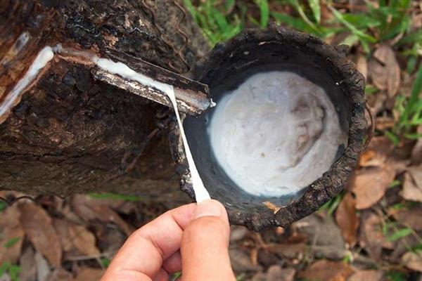 Filipiny dążą do ożywienia przemysłu kauczuku naturalnego 